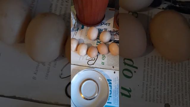 нашла клад!какое яйцо несут молодки голошейные !egg of young naked necks! смотреть онлайн