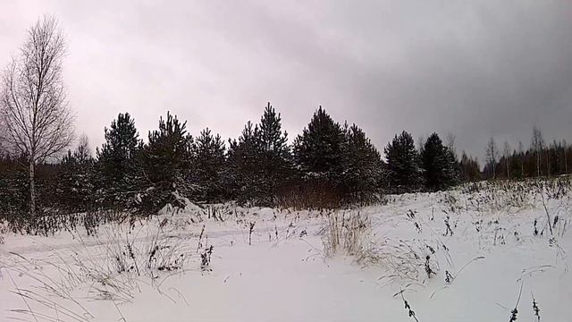 Лось добыт со второго загона. крайняя лицензия закрыта. смотреть онлайн