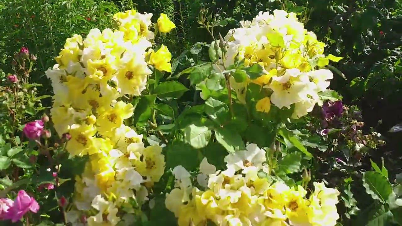 Летний обзор. ОККИ де ФАТА и АЛИ ДОРАТЕ. БАБОЧКИ от Барни смотреть онлайн