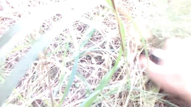 Маслюки. Первые грибы 2017. смотреть онлайн