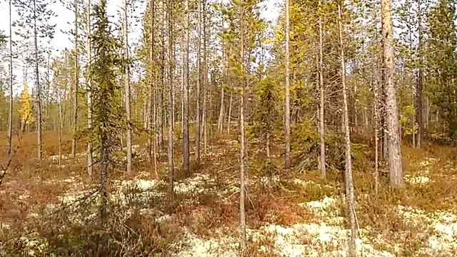 Поиски Рыжего в Тарко-Сале, часть-2 смотреть онлайн