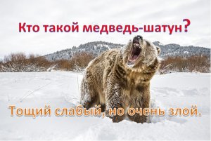 Кто такой медведь-шатун? Тощий слабый, но очень злой.