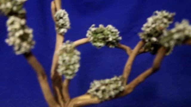 Живые деревья из Цетрарии смотреть онлайн