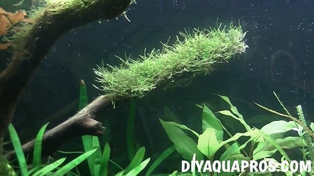 Java Moss Aquarium Plant Profile смотреть онлайн