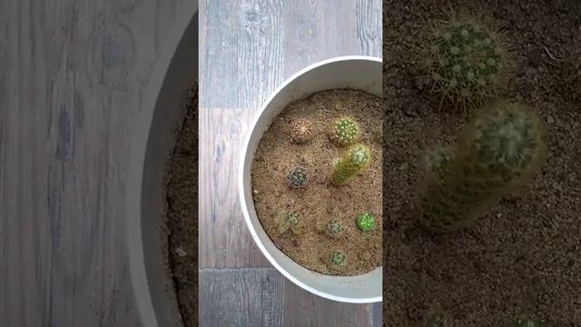 foshnjat e kaktuseve смотреть онлайн