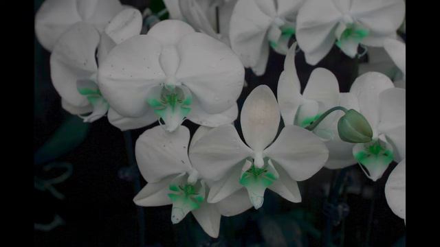 Les orchidées смотреть онлайн