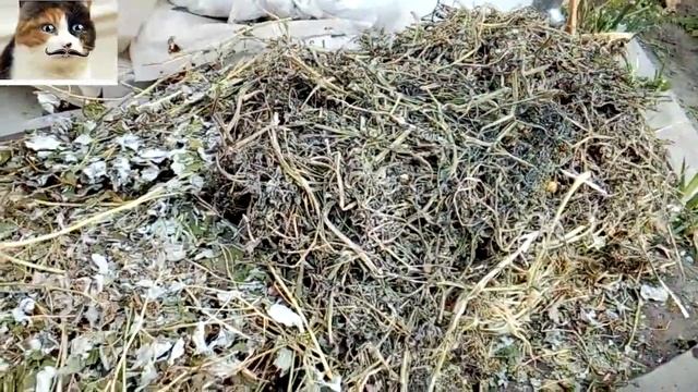Как правильно укрыть виноград на зиму осенью смотреть онлайн