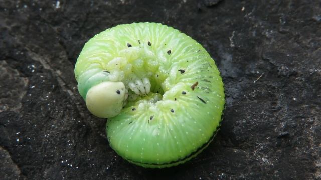 Ложногусеница - Березовый пилильщик, Birch Sawfly смотреть онлайн