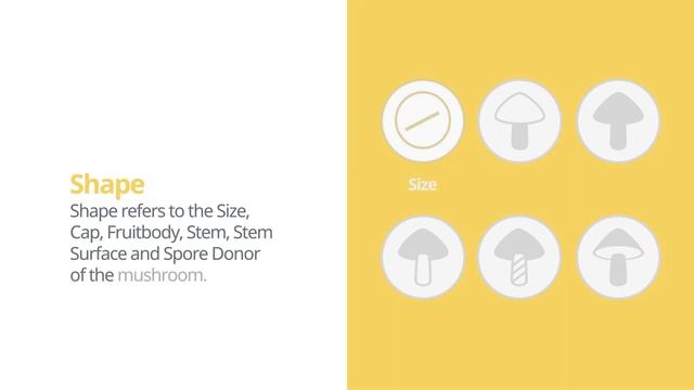 Splitgill (Schizophyllum commune) | Shape | Practical Short Profile | Shroomers смотреть онлайн