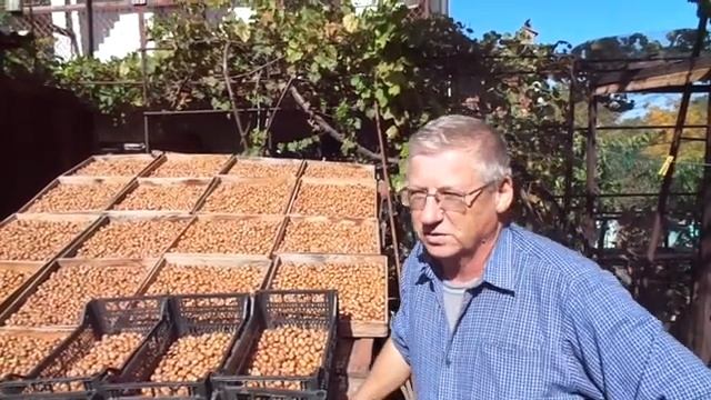 Фундук "Трапезунд" и яблоня "Кандиль" - аборигены Тавриды. смотреть онлайн