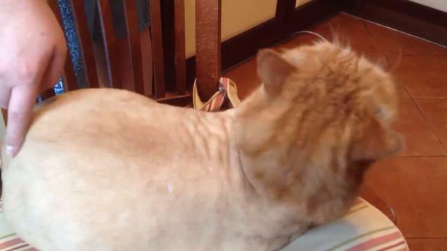 Запрещенное видео смотреть онлайн