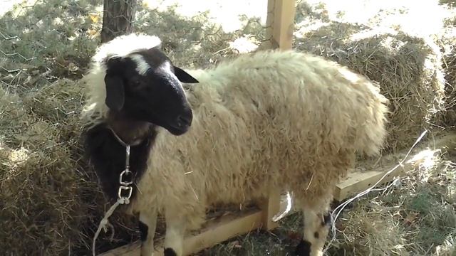 Курдючная порода овец в Москве смотреть онлайн