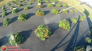 Подкормка клубники весной Обработка от болезней и вредителей Уход Выращивание земляники