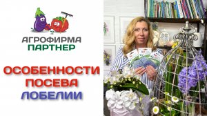Особенности посева лобелии