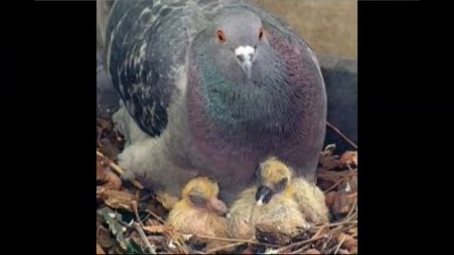 Неделя "Голубь мира. 1 Мая" Голубь мира. Познавательное занятие смотреть онлайн