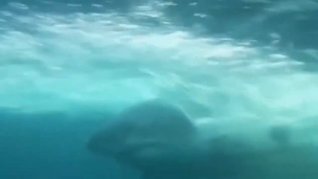 Над глубиной: Хроника выживания/ Cage Dive. Треллер 2017 смотреть онлайн