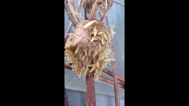 Гнездо богомолов смотреть онлайн