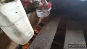 Не дорогой кальций для кур. #минеральные добавки для кур