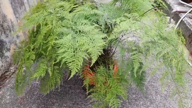 Asparaga Tanaman Hias(Asparagus Setaceus)