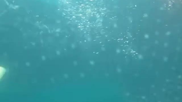 Whaleshark Interaction Donsol 3 смотреть онлайн