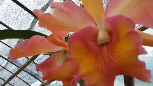 Unifoliate orange Cattleya in Bloom - Hybrid Cattleya Orchid смотреть онлайн