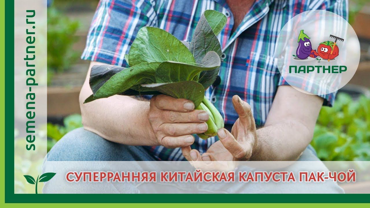 Суперранняя китайская капуста Пак-Чой ! смотреть онлайн