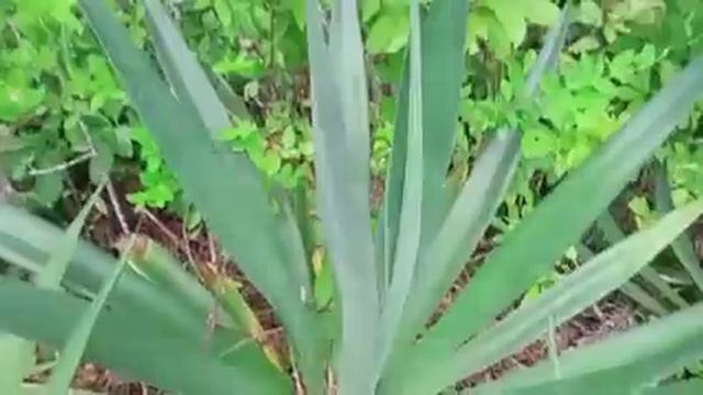 Agave Americana Plant | Century Plant | Magay Plant смотреть онлайн
