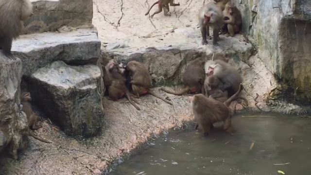 NEW FUNNY MONKEYS IN SINGAPORE ZOO 2017 - Great Natural Entertainment !!