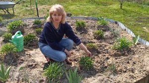 КЛУМБА ИЗ САМЫХ КРАСИВЫХ И НЕПРИХОТЛИВЫХ МНОГОЛЕТНИКОВ. Гибискус, гайлардия, газания, ирисы