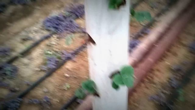 клубника в пластиковой трубе смотреть онлайн