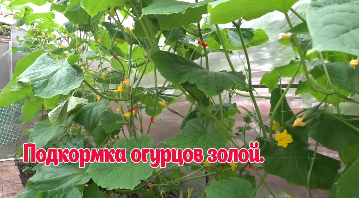 Подкормка золой. Дайте это в ИЮНЕ Огурцам, Томатам, Перцу и они сразу обильно заплодоносят ! смотреть онлайн