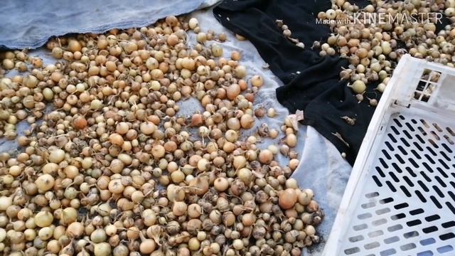 Дела житейские. Как хранить лук севок. Солим утку. смотреть онлайн