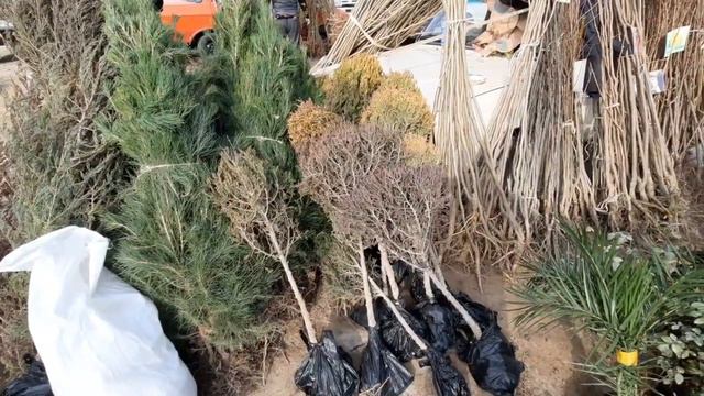 Музработ Занг Молбозори Кучатлар Лимон мандарин гуллар нархлари смотреть онлайн
