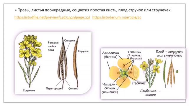 Семейство крестоцветные. Семейство маревые смотреть онлайн