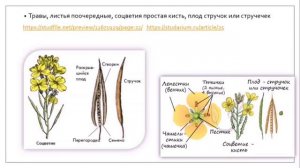 Семейство крестоцветные. Семейство маревые