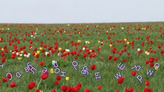 Тюльпаны в степи... смотреть онлайн