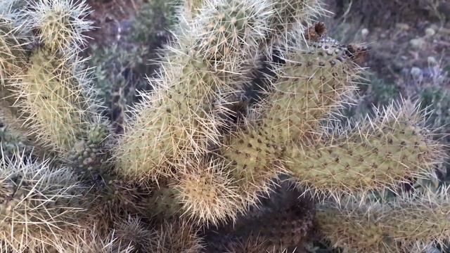 Kid Safari Saguaro Cactus смотреть онлайн