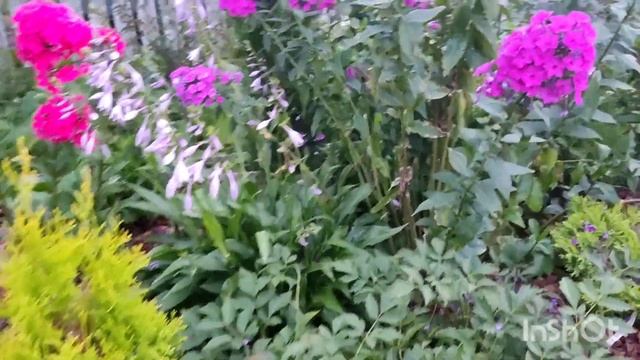 Дача,флоксы,.....кузнечики стрекочут ..... август..... смотреть онлайн