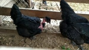 ГОЛОШЕЙНЫЕ ЧЕРНЫЕ ФРАНЦУЗСКИЕ КУРЫ В 6,5 МЕСЯЦЕВ
