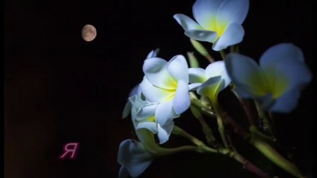 Любимая, спокойной ночи смотреть онлайн