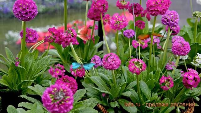 Примула мелкозубчатая (primula denticulata) ? примула обзор: как сажать саженцы примулы смотреть онлайн