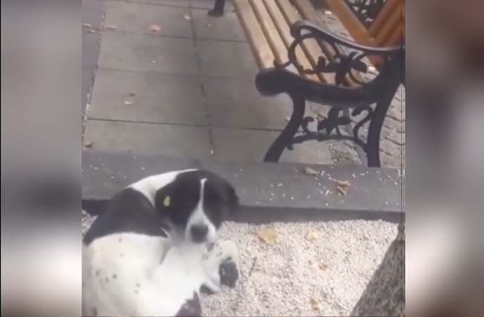 Нашёл потерявшегося пса спустя несколько лет смотреть онлайн