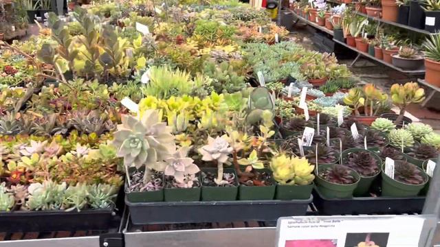 Blooming, colorful, and vibrant succulent collection @CaliforniaCactusCenter 😍👍💐🌱🏜️💚 смотреть онлайн