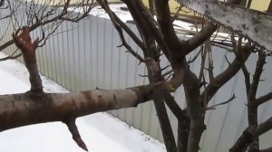 ОБРЕЗКА ГРУШИ сильно растущей вверх. КАК УДЕРЖАТЬ КРОНУ.