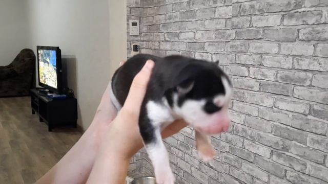 Новорожденные ЩЕНКИ ХАСКИ || Щенкам 3 дня смотреть онлайн