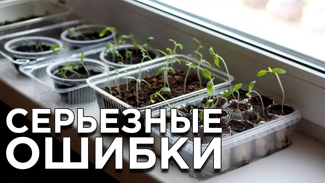 Самые серьезные ошибки при выращивании рассады в домашних условиях смотреть онлайн