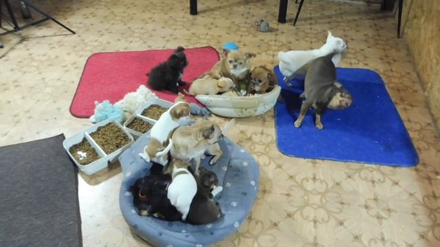 ЧИХУАХУА Таис размером с ХОМЯЧКА / Пелёнки #Дэнстайл / Вкусняшки #лакомства_рф. / Продаю щенков смотреть онлайн