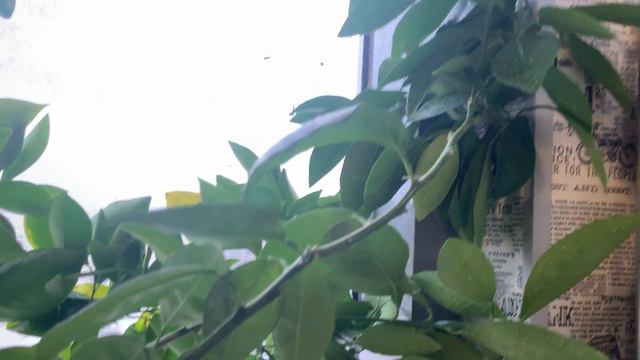 6 января 2023 созревание цитрусов на лоджии смотреть онлайн