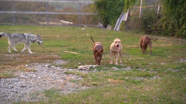 LIVE ВИДЕО БЕЗ СЛОВ. Релакс перед сном/Волчонок Луна позитивчик! Питбуль Кими неотразима/Колобок/Ко смотреть онлайн