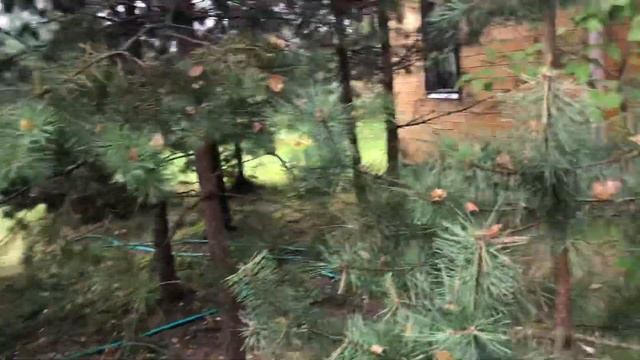 Дача сосны смотреть онлайн